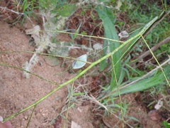 Prosthechea michuacana
