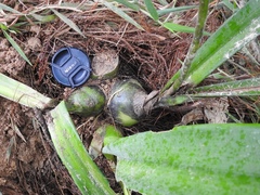 Prosthechea michuacana