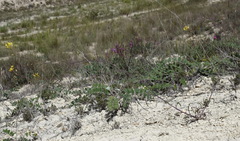 Brassica elongata pinnatifida