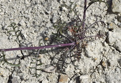 Brassica elongata pinnatifida