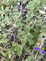 Aubrieta deltoidea
