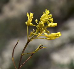 Brassica elongata pinnatifida