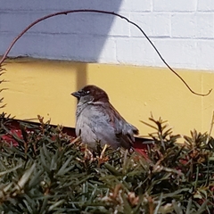 Passer domesticus