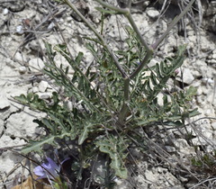 Brassica elongata pinnatifida