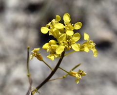 Brassica elongata pinnatifida