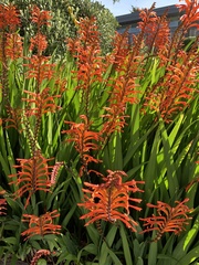 Chasmanthe floribunda