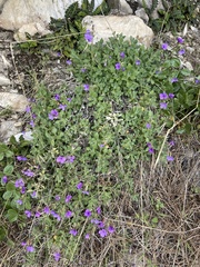 Aubrieta deltoidea