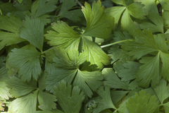 Anemonoides glabrata