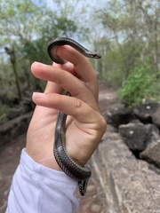 Pseudalsophis steindachneri