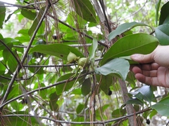 Ternstroemia tepezapote