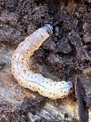 Scolecocampa liburna