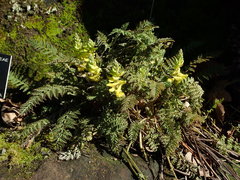Corydalis cheilanthifolia
