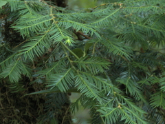Taxus globosa