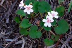 Pelargonium havlasae