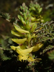 Corydalis cheilanthifolia