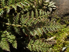 Corydalis cheilanthifolia