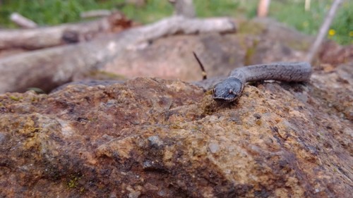 Iberian False Smooth Snake, Macroprotodon brevis