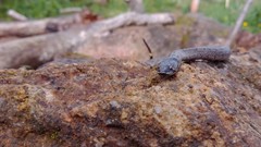 Macroprotodon brevis ibericus