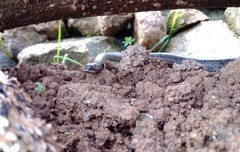 Macroprotodon brevis ibericus