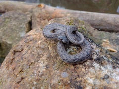 Macroprotodon brevis ibericus