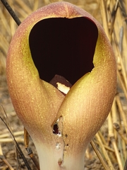 Amorphophallus dracontioides image