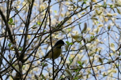 Periparus ater