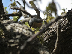 Sitta europaea persica