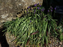 Muscari commutatum