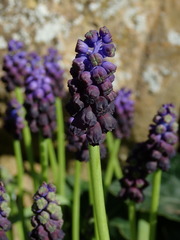 Muscari commutatum