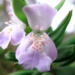 Westringia grandifolia - Photo (c) Loy Xingwen, μερικά δικαιώματα διατηρούνται (CC BY-NC), uploaded by Loy Xingwen