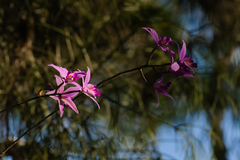 Laelia anceps