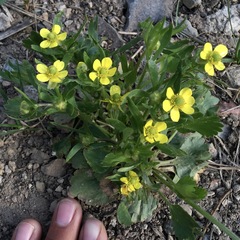 Ranunculus inamoenus