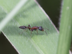 Pseudomyrmex