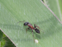 Pseudomyrmex