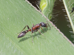 Pseudomyrmex
