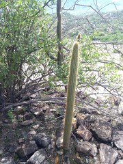 Cleistocactus parviflorus