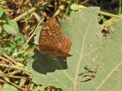 Junonia chorimene