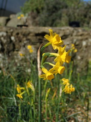 Narcissus flavus