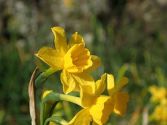 Narcissus flavus