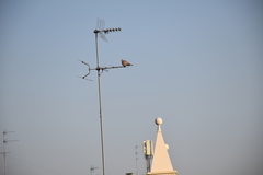 Streptopelia decaocto