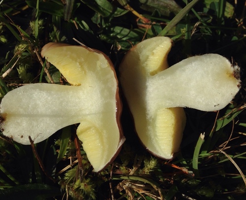 Purple-veiled Slippery Jack