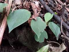 Peperomia peltilimba