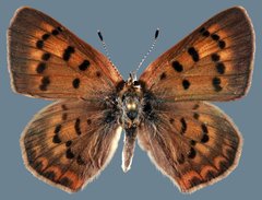 Tharsalea dorcas sangremar