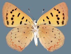 Tharsalea dorcas sangremar