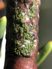 Rinodina septentrionalis