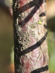 Rinodina septentrionalis