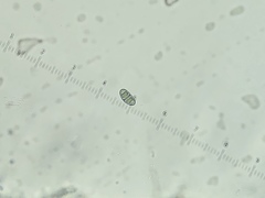 Rinodina septentrionalis