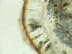 Rinodina septentrionalis