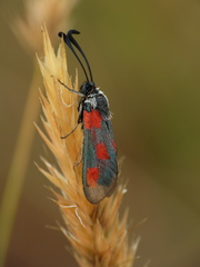 Zygaena sarpedon