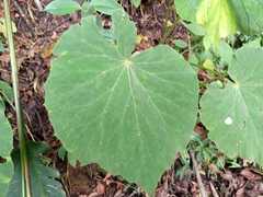 Begonia multistaminea